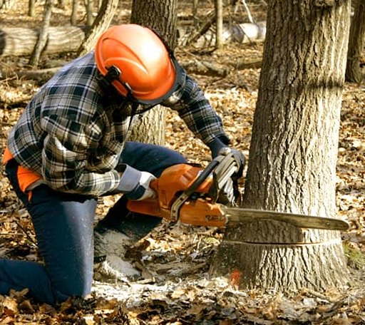 Tree Removal in Ferrisburgh, VT